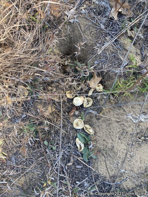 Bullsnake (Pituophis catenifer sayi)