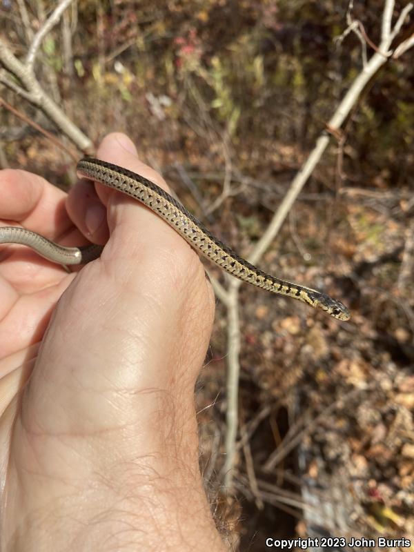 Chicago Gartersnake (Thamnophis sirtalis semifasciatus)