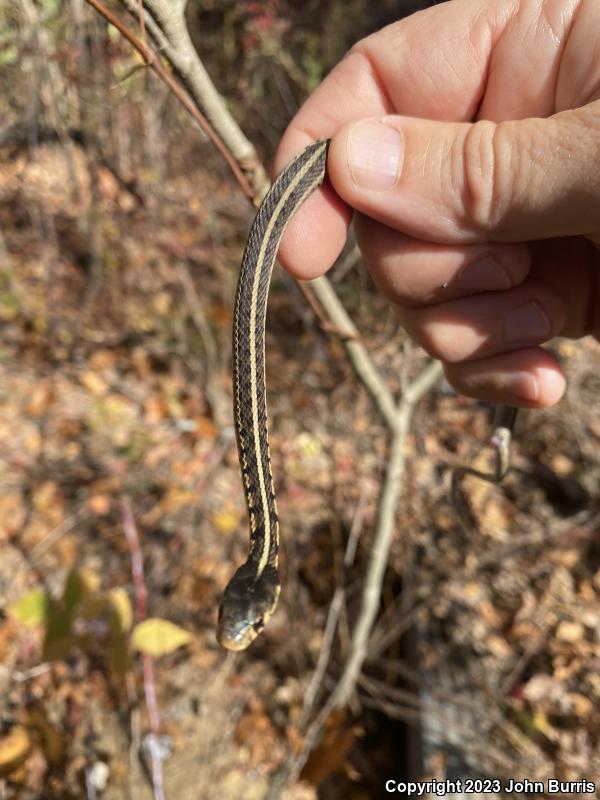 Chicago Gartersnake (Thamnophis sirtalis semifasciatus)