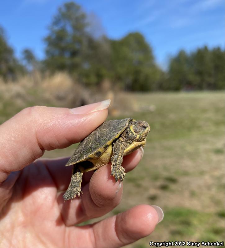 Yellow-bellied Slider (Trachemys scripta scripta)