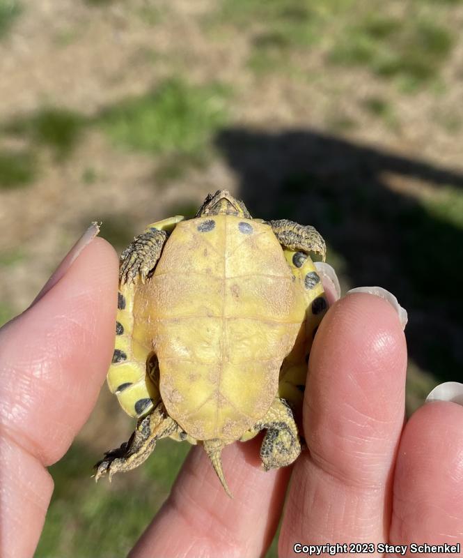 Yellow-bellied Slider (Trachemys scripta scripta)