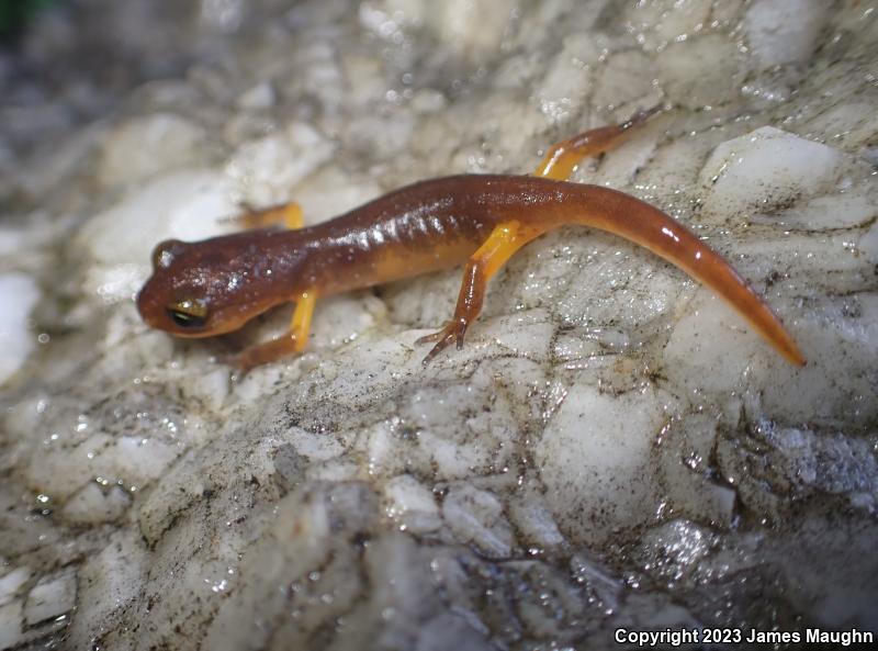 Yellow-eyed Ensatina (Ensatina eschscholtzii xanthoptica)