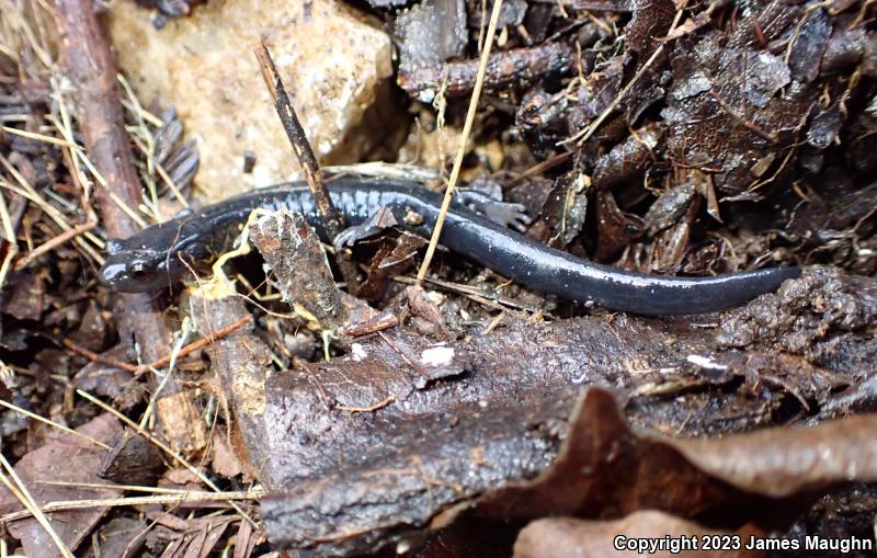 Santa Cruz Black Salamander (Aneides flavipunctatus niger)