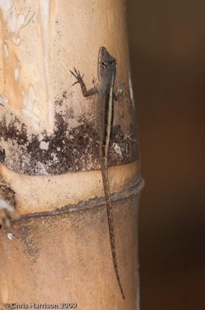 Silky Anole (Anolis sericeus)