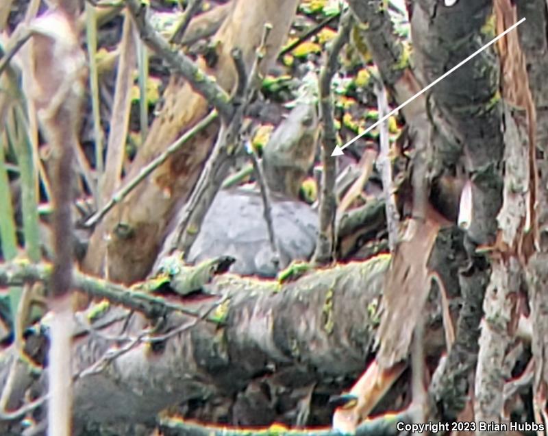 Western Pond Turtle (Actinemys marmorata)