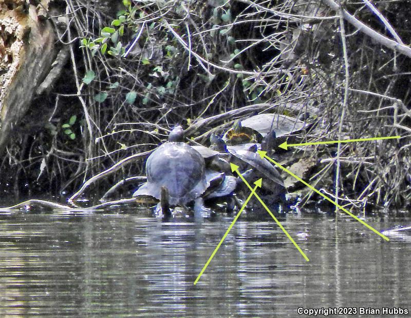 Western Pond Turtle (Actinemys marmorata)