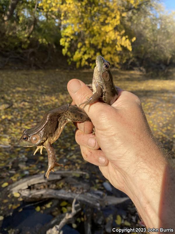 Northern Green Frog (Lithobates clamitans melanota)