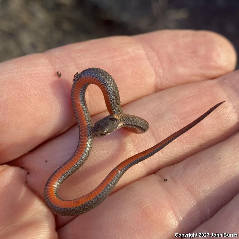 Northern Red-bellied Snake (Storeria occipitomaculata occipitomaculata)