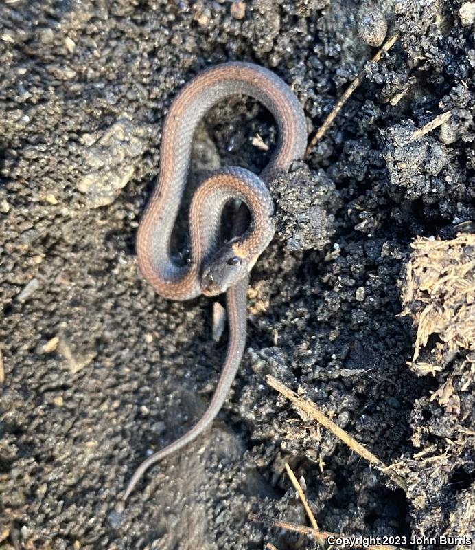 Northern Red-bellied Snake (Storeria occipitomaculata occipitomaculata)