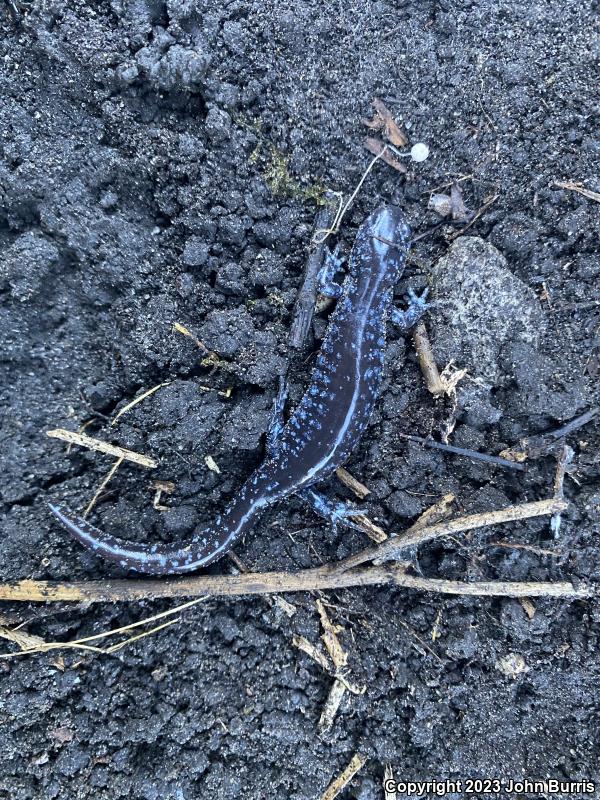 Blue-spotted Salamander (Ambystoma laterale)