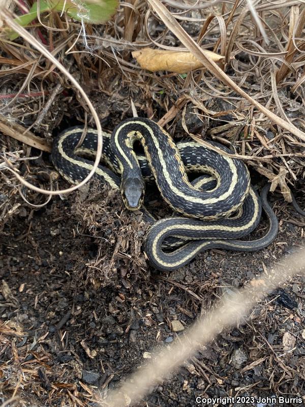 Chicago Gartersnake (Thamnophis sirtalis semifasciatus)