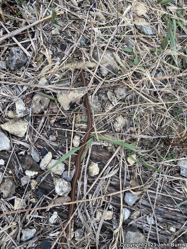 Midland Brownsnake (Storeria dekayi wrightorum)