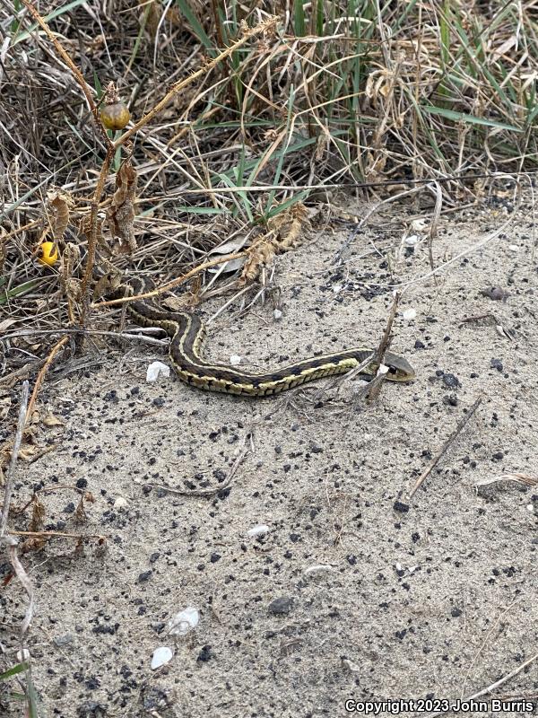 Eastern Gartersnake (Thamnophis sirtalis sirtalis)