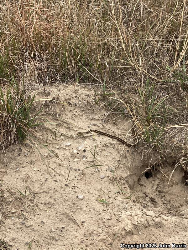 Chicago Gartersnake (Thamnophis sirtalis semifasciatus)