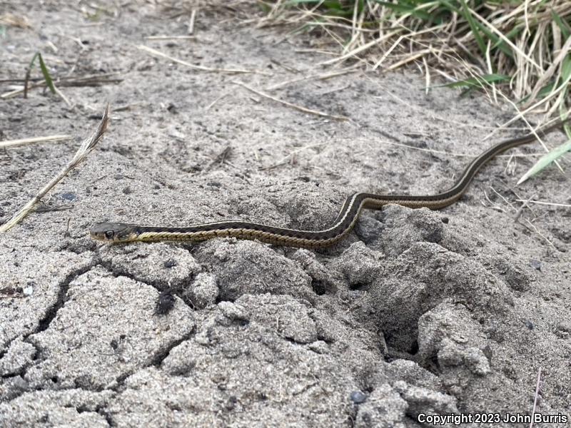 Eastern Gartersnake (Thamnophis sirtalis sirtalis)