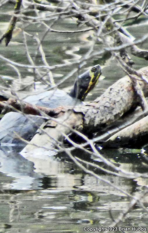 Yellow-bellied Slider (Trachemys scripta scripta)