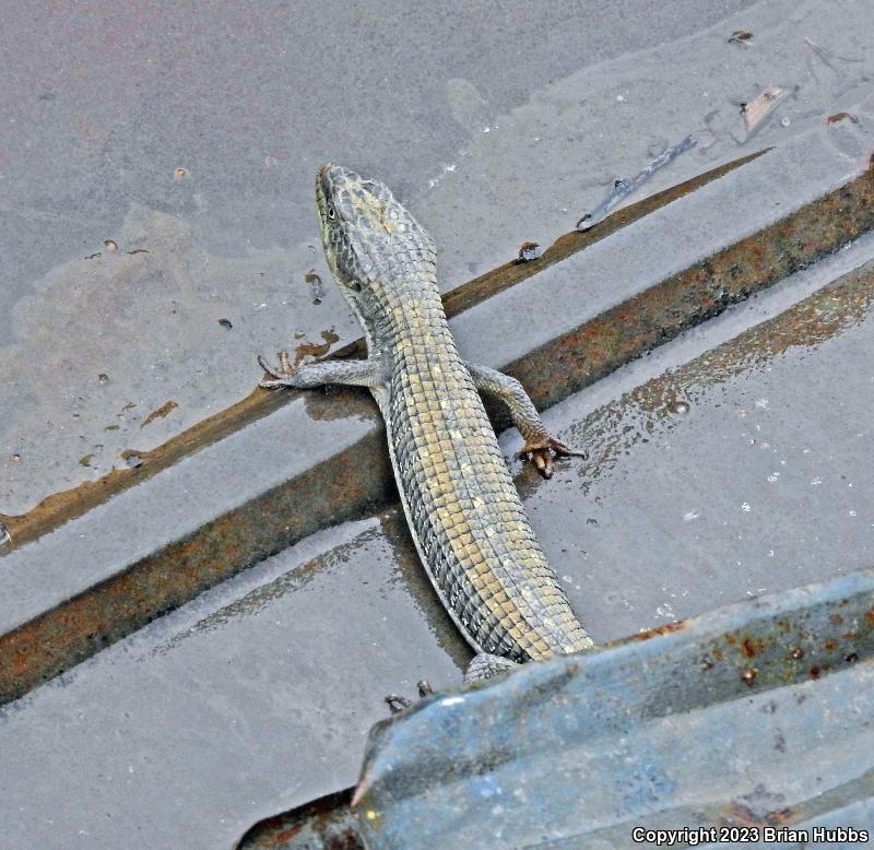 San Diego Alligator Lizard (Elgaria multicarinata webbii)