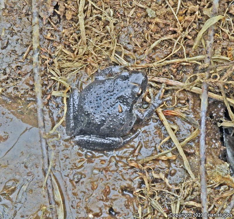 Baja California Treefrog (Pseudacris hypochondriaca)