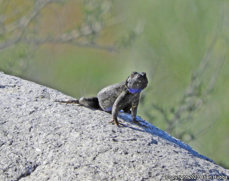 Great Basin Fence Lizard (Sceloporus occidentalis longipes)