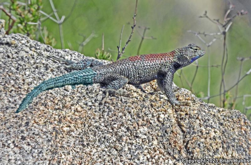 Granite Spiny Lizard (Sceloporus orcutti)