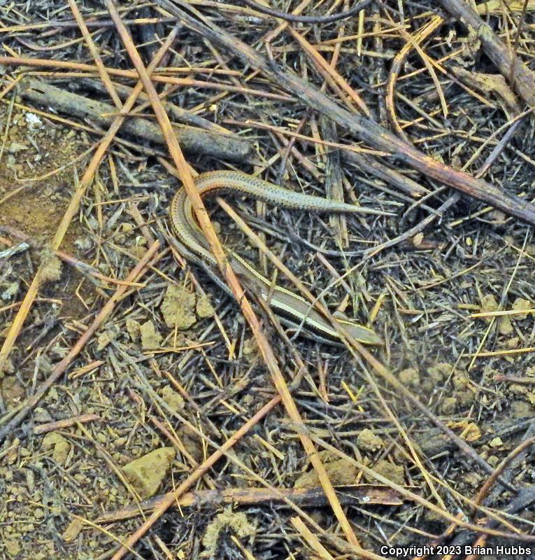 Western Skink (Plestiodon skiltonianus skiltonianus)