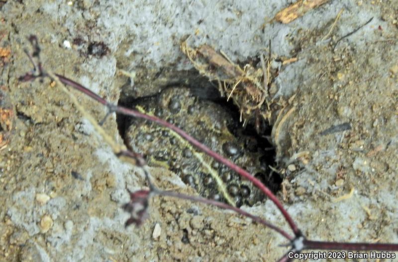 Southern California Toad (Anaxyrus boreas halophilus)