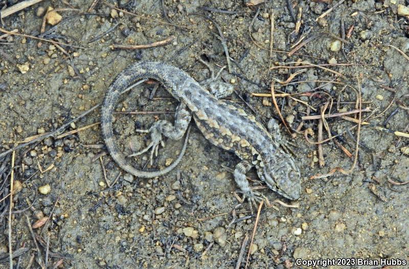 Common Side-blotched Lizard (Uta stansburiana)