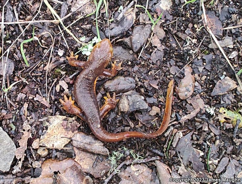 California Newt (Taricha torosa)