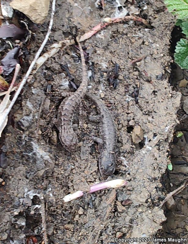 Coast Range Fence Lizard (Sceloporus occidentalis bocourtii)