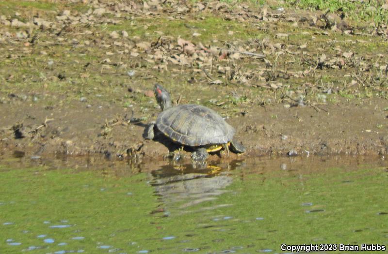 Red-eared Slider (Trachemys scripta elegans)