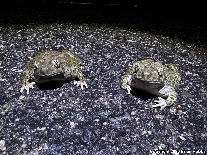 Western Spadefoot (Spea hammondii)