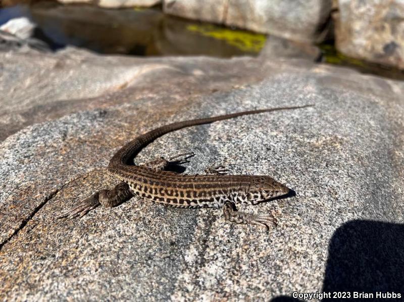 California Whiptail (Aspidoscelis tigris munda)