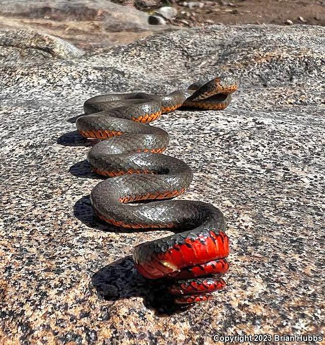 San Bernardino Ring-necked Snake (Diadophis punctatus modestus)