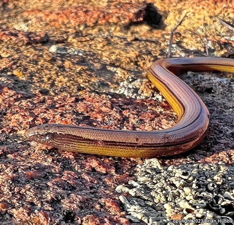 California Legless Lizard (Anniella pulchra)