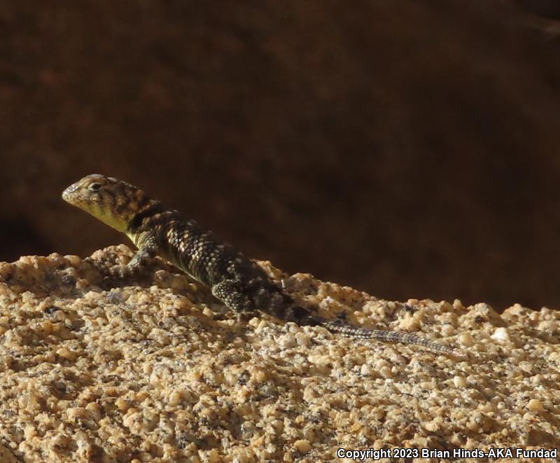 Granite Spiny Lizard (Sceloporus orcutti)