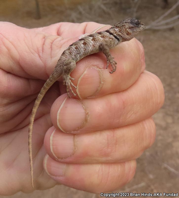 Desert Spiny Lizard (Sceloporus magister)