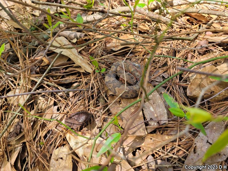 Eastern Cottonmouth (Agkistrodon piscivorus piscivorus)