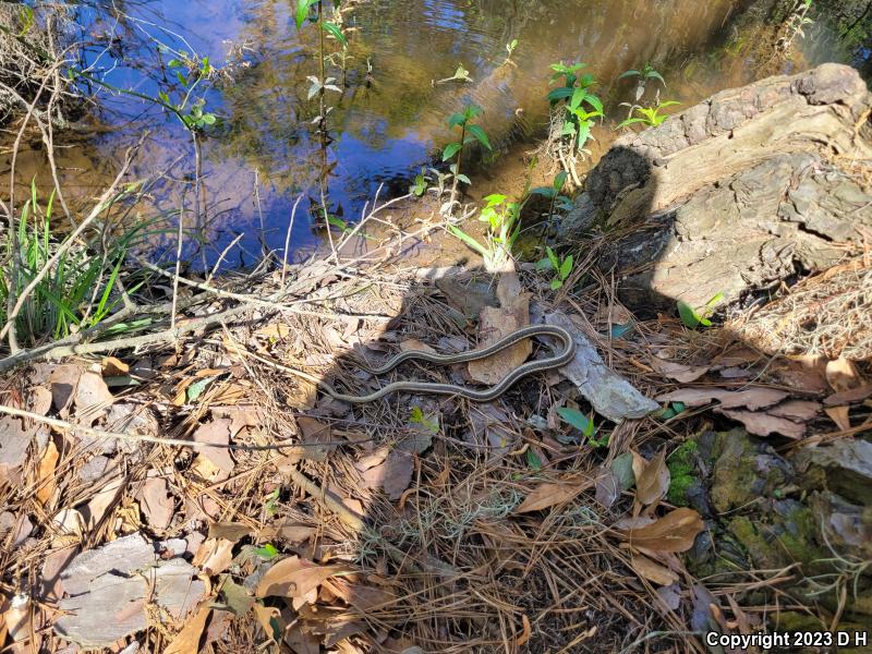 Eastern Ribbonsnake (Thamnophis sauritus)