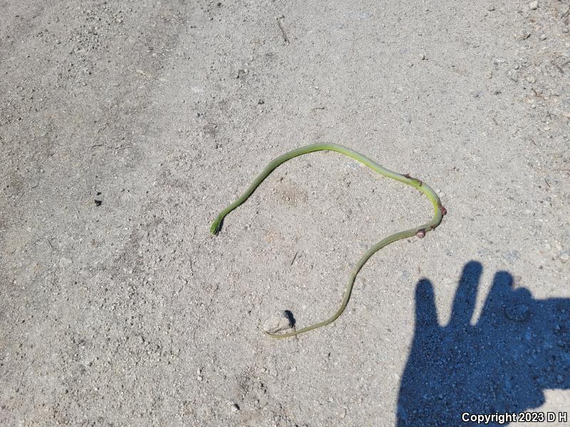 Northern Rough Greensnake (Opheodrys aestivus aestivus)