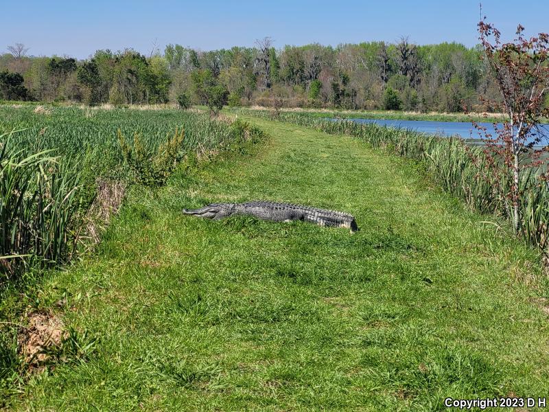 American Alligator (Alligator mississippiensis)