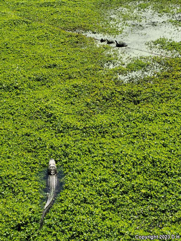 American Alligator (Alligator mississippiensis)