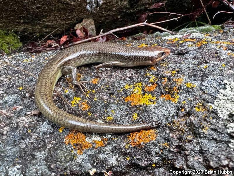 Western Redtail Skink (Plestiodon gilberti rubricaudatus)