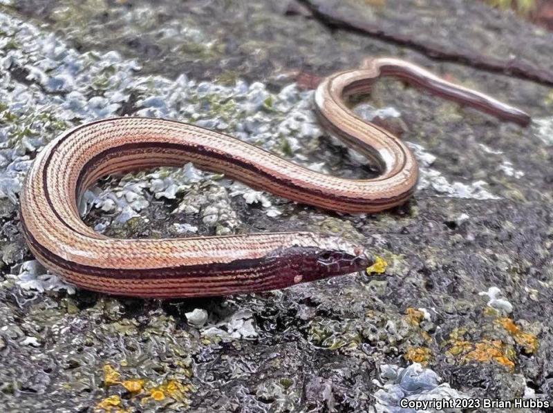 California Legless Lizard (Anniella pulchra)