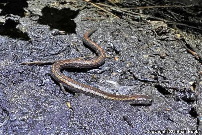 Gabilan Mountains Slender Salamander (Batrachoseps gavilanensis)