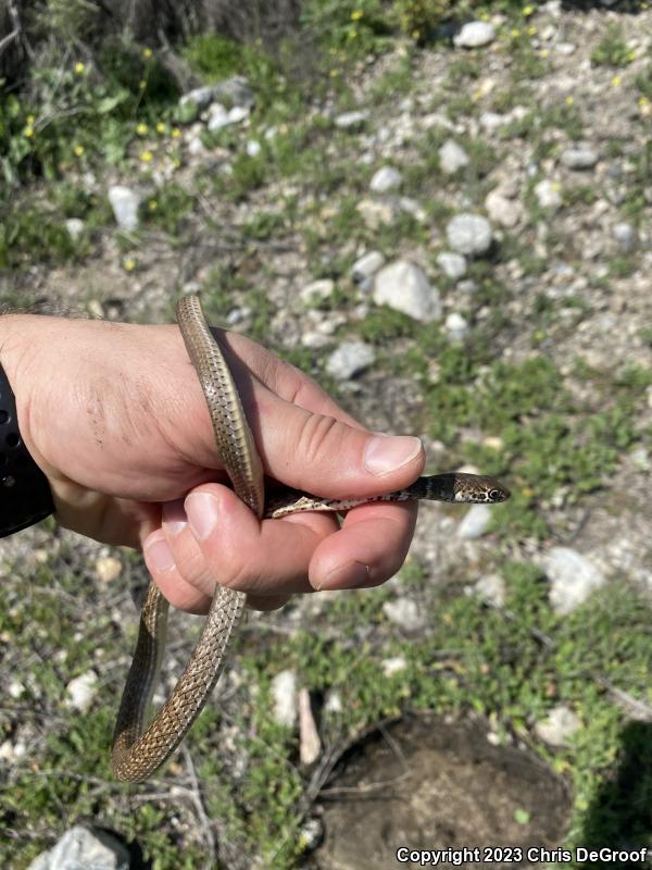 Red Racer (Coluber flagellum piceus)