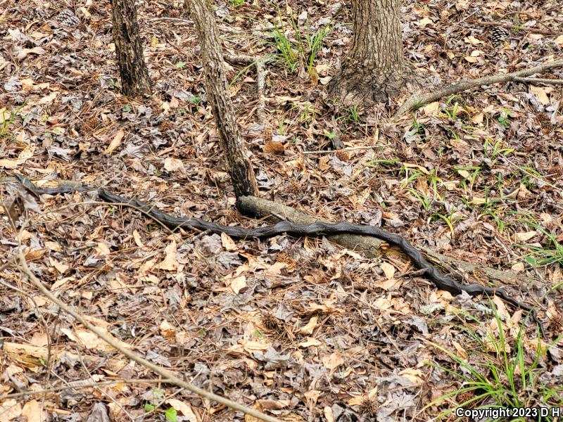 Black Ratsnake (Pantherophis obsoletus obsoletus)