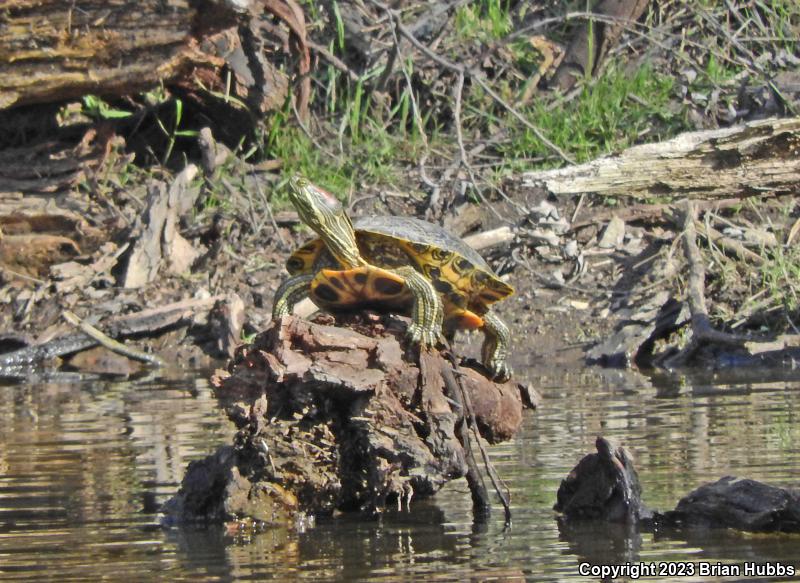 Red-eared Slider (Trachemys scripta elegans)