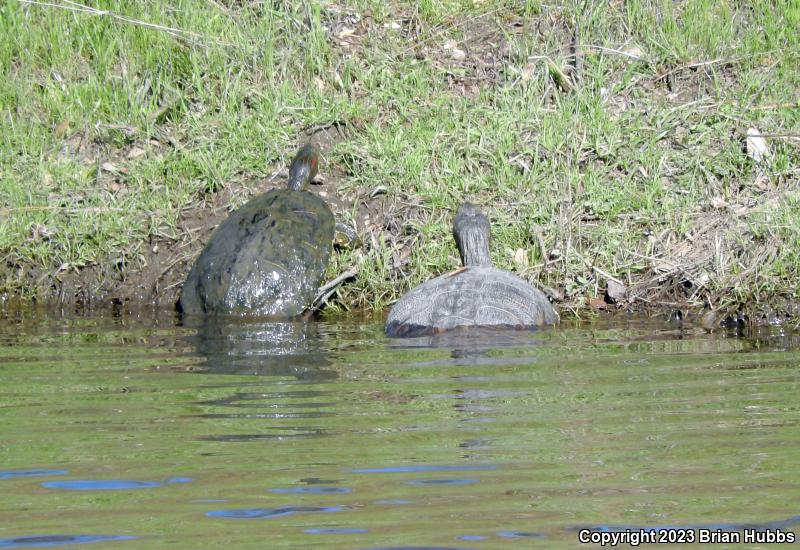 Red-eared Slider (Trachemys scripta elegans)