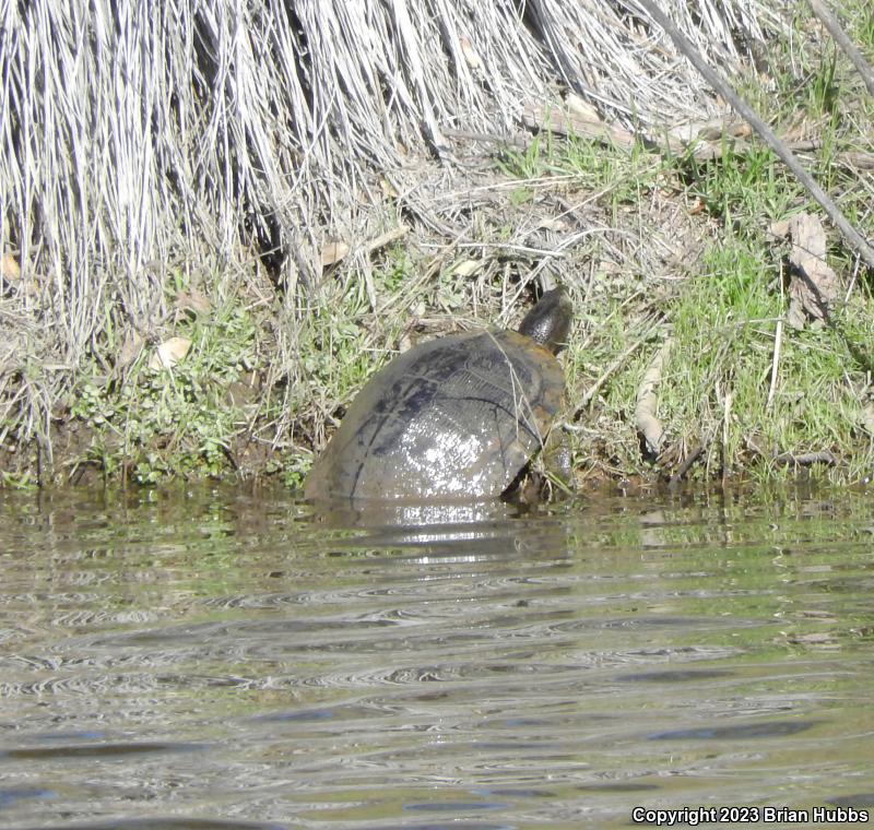 Red-eared Slider (Trachemys scripta elegans)