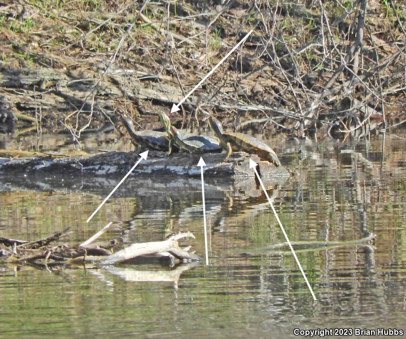 Red-eared Slider (Trachemys scripta elegans)